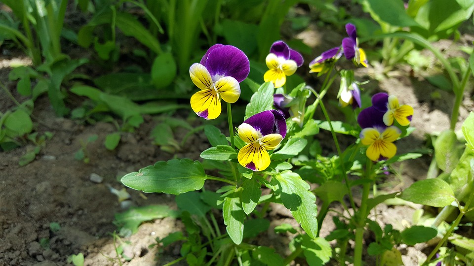 real_flower_pansy